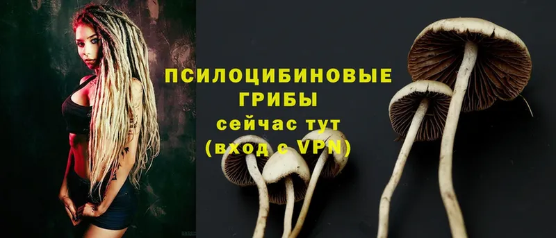 Псилоцибиновые грибы Psilocybe  где продают   Нытва 